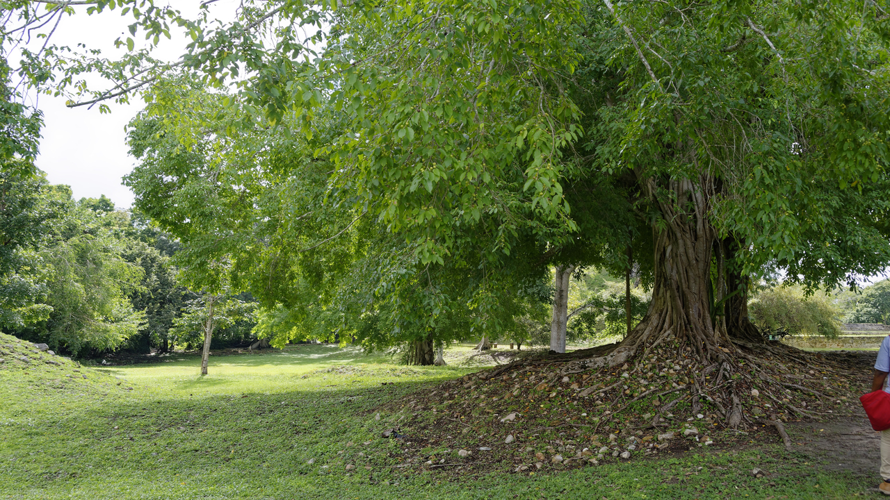 20171227 010 4297  Altun Ha, Near Belize City, Belize, Belize
